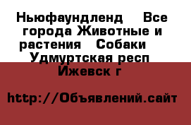 Ньюфаундленд  - Все города Животные и растения » Собаки   . Удмуртская респ.,Ижевск г.